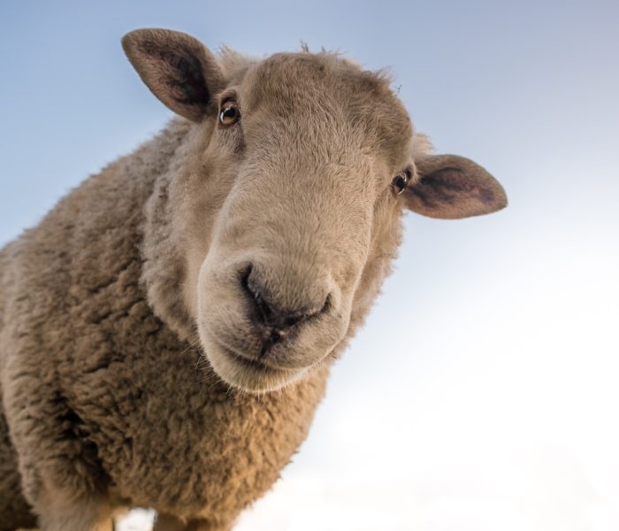 sheep, animal, farm-1822137.jpg